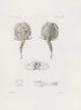 Mémoires du Musée de zoologie comparée du Harvard College Pl25 - Musée de Zoologie Comparée de l'Université Harvard — näkymä teoksesta