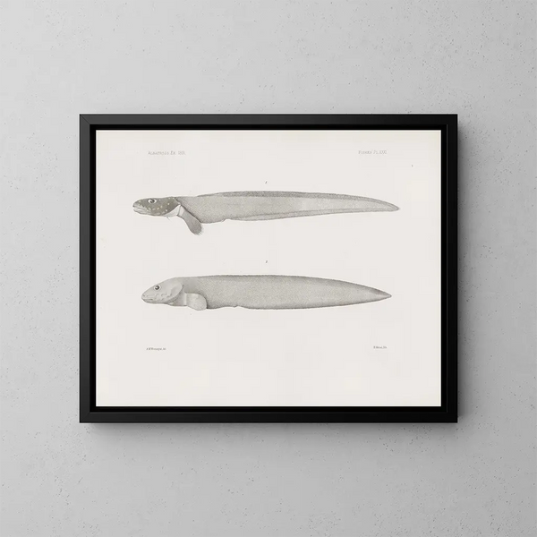 Mémoires du Muséum de zoologie comparée de Harvard College Pl31 - Harvardin yliopiston vertailevan eläinmuseon zoologian muistiinpanot — kehystetty taideteos seinällä