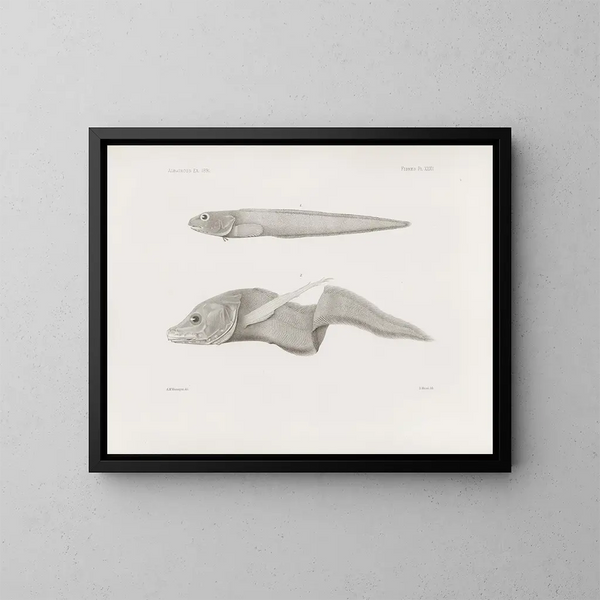 Mémoires du Muséum de zoologie comparée de Harvard College Pl32 - Harvardin yliopiston vertailevan eläintarhan museo — kehystetty taideteos seinällä