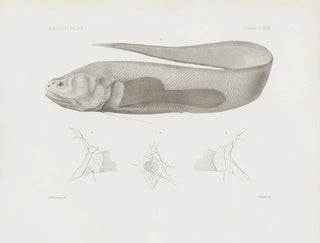 Harvard University Museum of Comparative Zoology - Memoirs of the Museum of Comparative Zoology at Harvard College Pl35.webp