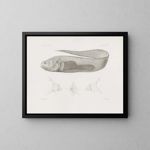 Mémoires du Muséum de zoologie comparée de Harvard College Pl35 - Musée de Zoologie Comparée de l'Université Harvard — kehystetty taideteos seinällä