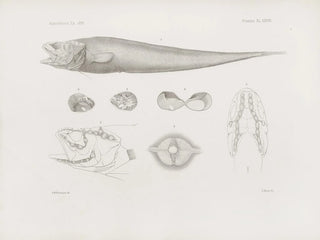Harvard University Museum of Comparative Zoology - Memoirs of the Museum of Comparative Zoology at Harvard College Pl38.webp