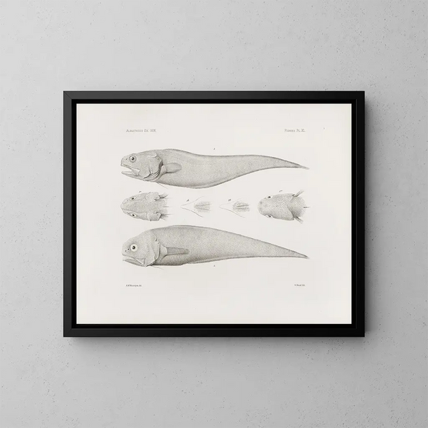 Mémoires du Muséum de zoologie comparée de Harvard College Pl40 - Harvardin yliopiston vertailevan eläinmuseon Zoologian museo — kehystetty taideteos seinällä