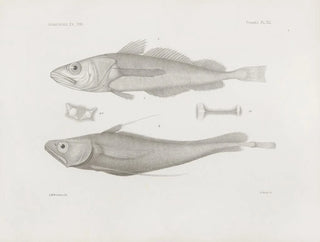 Harvard University Museum of Comparative Zoology - Memoirs of the Museum of Comparative Zoology at Harvard College Pl41.webp