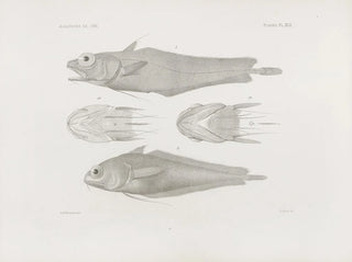 Harvard University Museum of Comparative Zoology - Memoirs of the Museum of Comparative Zoology at Harvard College Pl42.webp