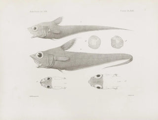 Harvard University Museum of Comparative Zoology - Memoirs of the Museum of Comparative Zoology at Harvard College Pl47.webp