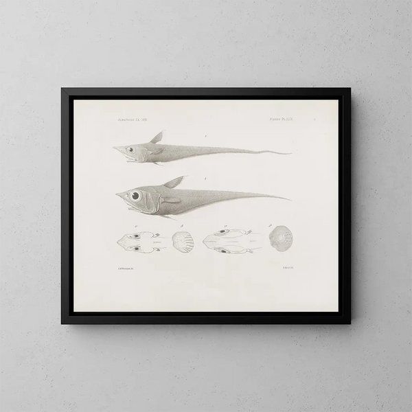 Mémoires du Muséum de zoologie comparée de Harvard College Pl49 - Musée de Zoologie Comparée de l'Université Harvard — kehystetty taideteos seinällä