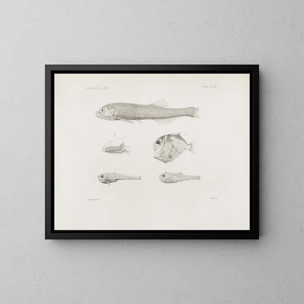Mémoires du Muséum de zoologie comparée de Harvard College Pl53 - Musée de Zoologie Comparée de l'Université Harvard — kehystetty taideteos seinällä