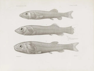 Harvard University Museum of Comparative Zoology - Memoirs of the Museum of Comparative Zoology at Harvard College Pl58.webp