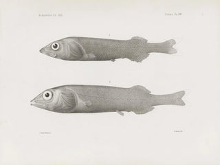 Harvard University Museum of Comparative Zoology - Memoirs of the Museum of Comparative Zoology at Harvard College Pl59.webp