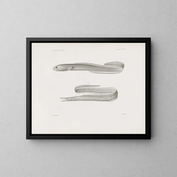 Mémoires du Muséum de zoologie comparée de Harvard College Pl62 - Musée de Zoologie Comparée de l'Université Harvard — kehystetty taideteos seinällä