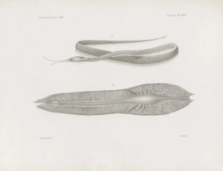 Harvard University Museum of Comparative Zoology - Memoirs of the Museum of Comparative Zoology at Harvard College Pl64.webp