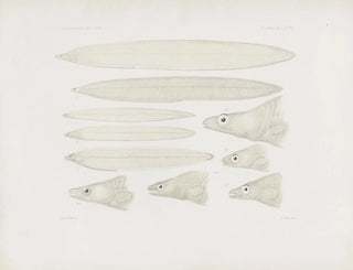 Harvard University Museum of Comparative Zoology - Memoirs of the Museum of Comparative Zoology at Harvard College Pl67.webp