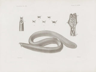 Harvard University Museum of Comparative Zoology - Memoirs of the Museum of Comparative Zoology at Harvard College Pl68.webp