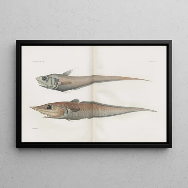 Harvard University Museum of Comparative Zoology - Memoirs of the Museum of Comparative Zoology at Harvard College Pl91.webp