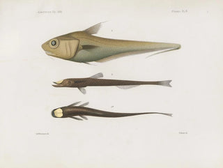 Harvard University Museum of Comparative Zoology - Memoirs of the Museum of Comparative Zoology at Harvard College Pl92.webp