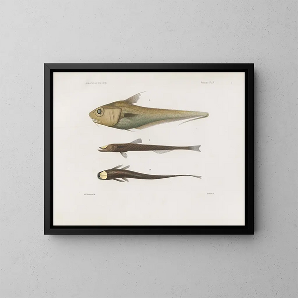 Mémoires du Muséum de zoologie comparée de Harvard College Pl92 - Musée de Zoologie Comparée de l'Université Harvard — kehystetty taideteos seinällä