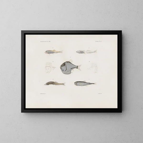 Mémoires du Muséum de zoologie comparée de Harvard College Pl93 - Harvardin yliopiston vertailevan eläintarhan museo — kehystetty taideteos seinällä