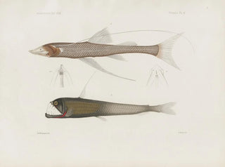 Harvard University Museum of Comparative Zoology - Memoirs of the Museum of Comparative Zoology at Harvard College Pl94.webp
