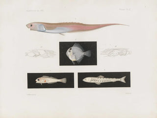 Harvard University Museum of Comparative Zoology - Memoirs of the Museum of Comparative Zoology at Harvard College Pl95.webp