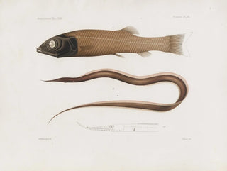 Harvard University Museum of Comparative Zoology - Memoirs of the Museum of Comparative Zoology at Harvard College Pl96.webp
