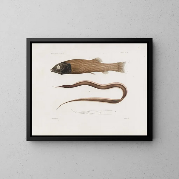 Mémoires du Muséum de zoologie comparée de Harvard College Pl96 - Musée de Zoologie Comparée de l'Université Harvard — kehystetty taideteos seinällä