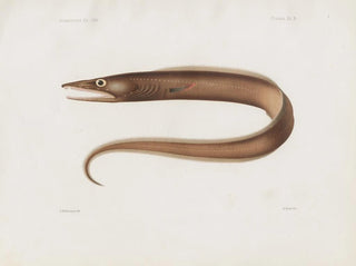 Harvard University Museum of Comparative Zoology - Memoirs of the Museum of Comparative Zoology at Harvard College Pl97.webp