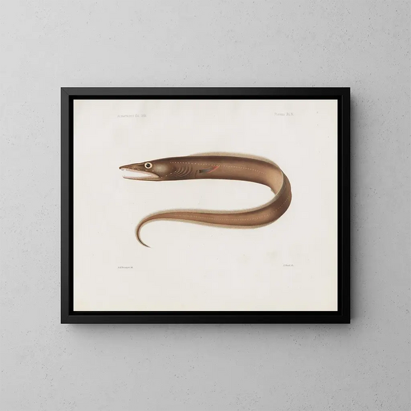 Mémoires du Muséum de zoologie comparée de Harvard College Pl97 - Musée de Zoologie Comparée de l'Université Harvard — kehystetty taideteos seinällä