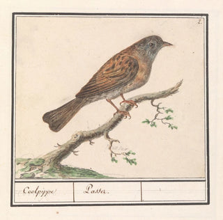 Heggenmus Prunella modularis - Anselmus Botius de Boodt