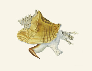 Heinrich Carl Kster - Die Flugelschnecken Strombea Pl01.webp