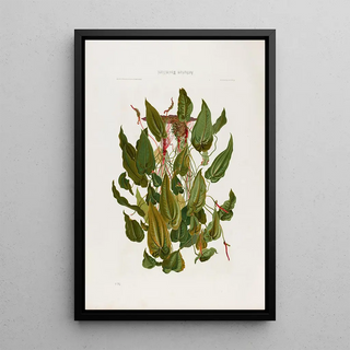 Heinrich Wilhelm Schott - Aroideae Maximilianae Pl04.webp