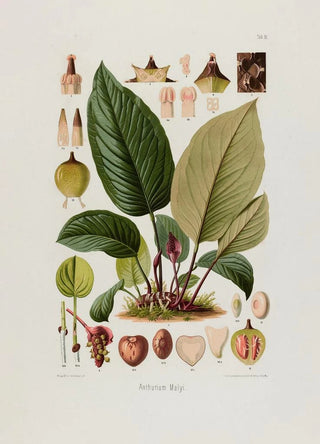 Heinrich Wilhelm Schott - Aroideae Maximilianae Pl10.webp
