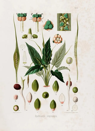 Heinrich Wilhelm Schott - Aroideae Maximilianae Pl12.webp
