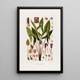 Heinrich Wilhelm Schott - Aroideae Maximilianae Pl16.webp