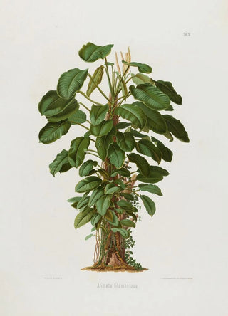 Heinrich Wilhelm Schott - Aroideae Maximilianae Pl19.webp