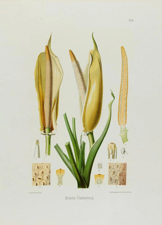 Heinrich Wilhelm Schott - Aroideae Maximilianae Pl20.webp