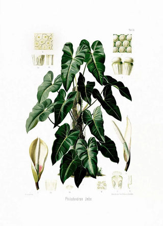 Heinrich Wilhelm Schott - Aroideae Maximilianae Pl34.webp