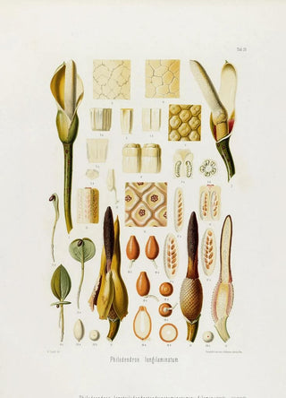 Heinrich Wilhelm Schott - Aroideae Maximilianae Pl36.webp
