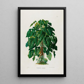 Heinrich Wilhelm Schott - Aroideae Maximilianae Pl41.webp