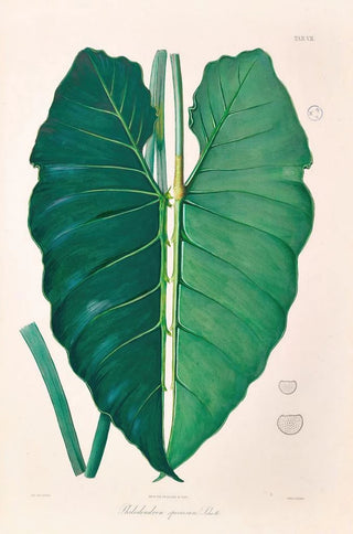 Heinrich Wilhelm Schott - Icones Aroidearum Pl07.webp