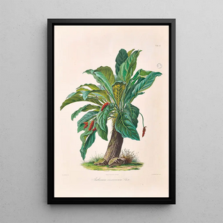 Heinrich Wilhelm Schott - Icones Aroidearum Pl11.webp