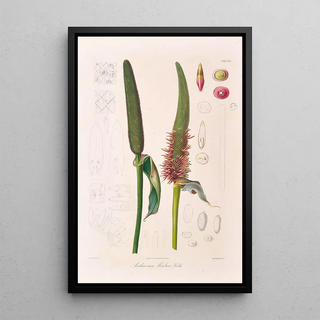 Heinrich Wilhelm Schott - Icones Aroidearum Pl17.webp