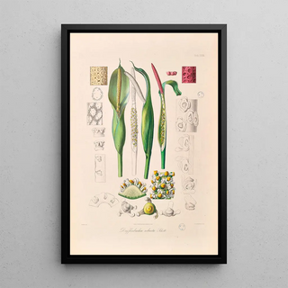 Heinrich Wilhelm Schott - Icones Aroidearum Pl23.webp