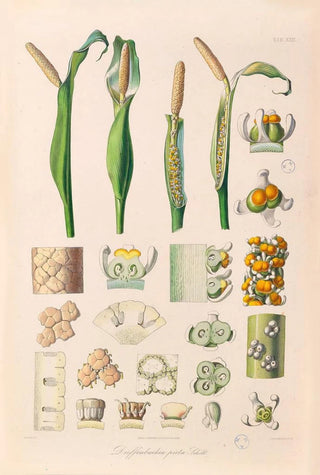 Heinrich Wilhelm Schott - Icones Aroidearum Pl26.webp