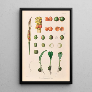 Heinrich Wilhelm Schott - Icones Aroidearum Pl27.webp