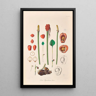 Heinrich Wilhelm Schott - Icones Aroidearum Pl36.webp