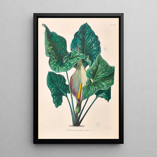 Heinrich Wilhelm Schott - Icones Aroidearum Pl39.webp