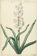 Valkoinen hyasintti - Hendrik Budde — näkymä teoksesta
