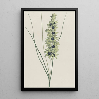 Hendrik Schwegman - Afrikaanse iris Ixia maculata viridis.webp