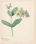 Calotropis - Hendrik Schwegman — näkymä teoksesta